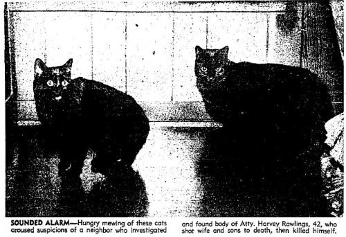 RawlingsCats